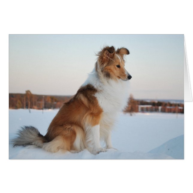 Shetland sheepdog paper product (正面横)