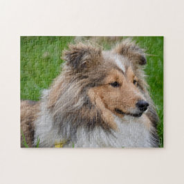 Shetland Sheepdog - Sheltie Dog ジグソーパズル