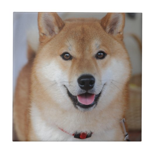 Shiba_inu タイル (正面)