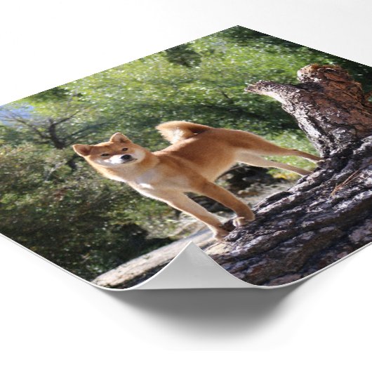 Shiba Inu ポスター (角)