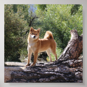 Shiba Inu ポスター