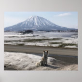 Shiba Inu ポスター (正面)