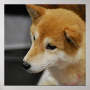 Shiba Inu Poster ポスター