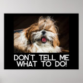 Shih tzu tongue funny Don't tell me what to do ポスター (正面)