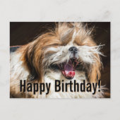 Shih tzu yawning laughing funny Happy birthday  ポストカード (正面)