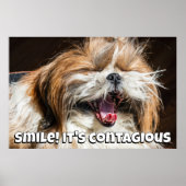 Shih tzu yawning laughing smile text customize ポスター (正面)