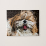 Shih tzu yawning tongue funny cute ジグソーパズル<br><div class="desc">Cute,  fun,  silly female shih tzu,  brown and white dog with big character. One curious lady cuddly lap dog that will brighten your day.</div>