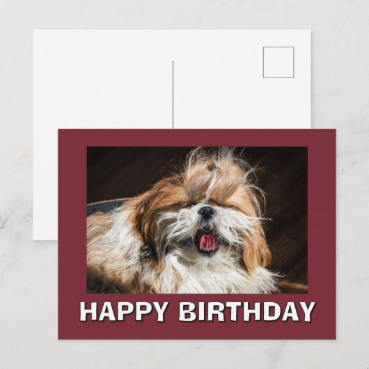 Shih tzu yawning tongue funny cute Happy birthday ポストカード (正面/裏面)