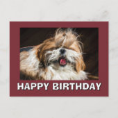 Shih tzu yawning tongue funny cute Happy birthday ポストカード (正面)