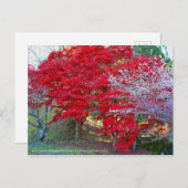 Shiki-Zakura: Four-seasons Cherry Blossoms ポストカード (正面/裏面)