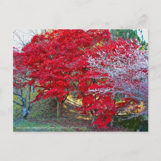 Shiki-Zakura: Four-seasons Cherry Blossoms ポストカード (正面)