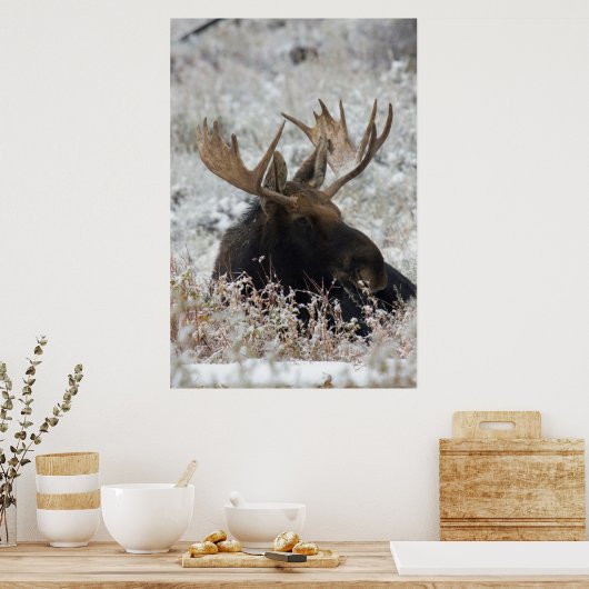 Shiras Bull Moose ポスター (キッチン)