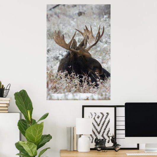 Shiras Bull Moose ポスター (ホームオフィス)