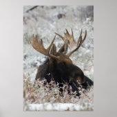 Shiras Bull Moose ポスター (正面)