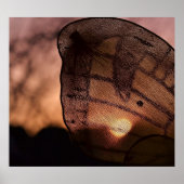 Shirleyテイラー著日没の蝶 ポスター (正面)