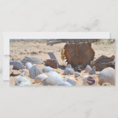 Shirley Taylorによるビーチの貝殻 (裏面)