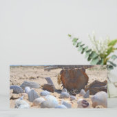 Shirley Taylorによるビーチの貝殻 (スタンド正面)