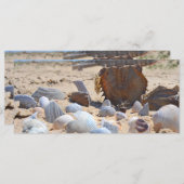 Shirley Taylorによるビーチの貝殻 (正面/裏面)