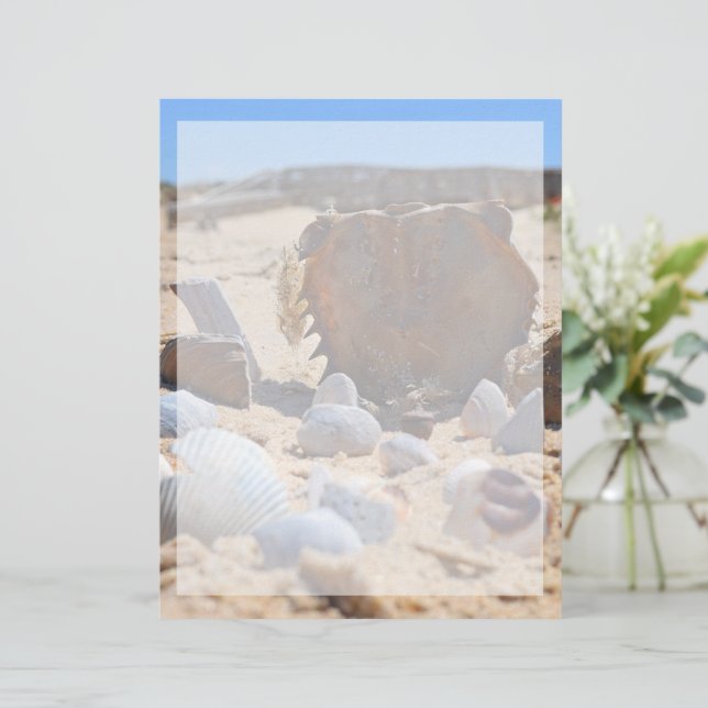 Shirley Taylorによるビーチの貝殻 (スタンド正面)