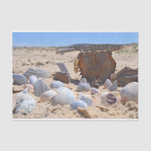 Shirley Taylorによるビーチの貝殻 薄葉紙 (正面)