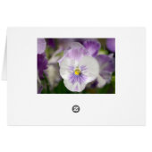 Shirley Taylorによる紫と白のヴィオラ (裏面横)