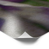 Shirley Taylorによる紫と白のヴィオラ フォトプリント (角)