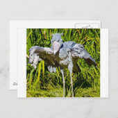 Shoebillのこうのとり ポストカード (正面/裏面)