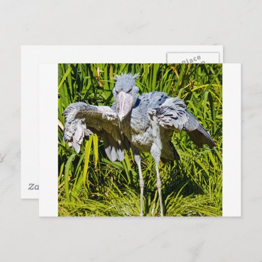 Shoebillのこうのとり ポストカード (正面/裏面)