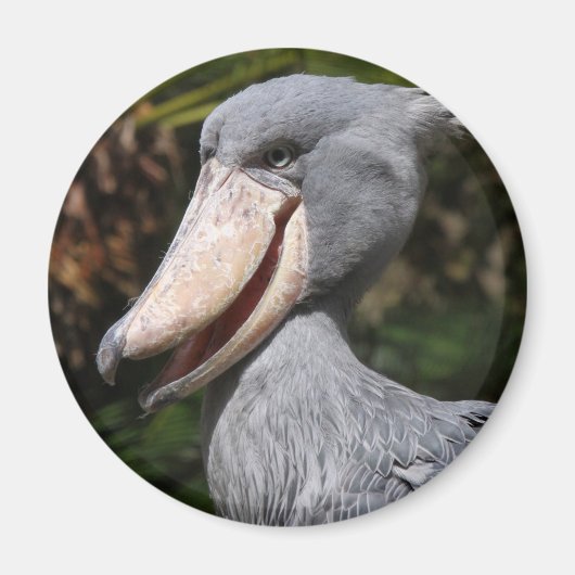 Shoebill マグネット (正面)