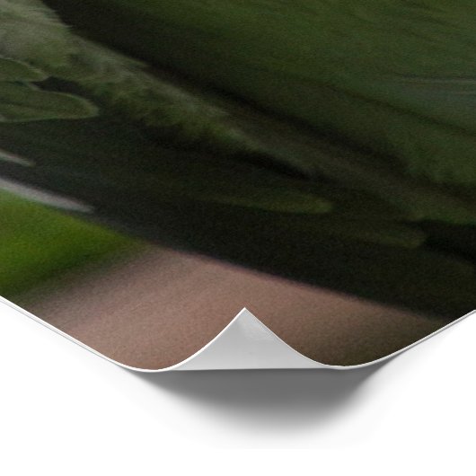 Shoebill (Balaenicepsレックス) ポスター (角)