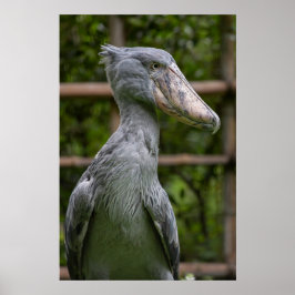 Shoebill (Balaenicepsレックス) ポスター