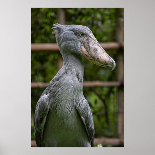 Shoebill (Balaenicepsレックス) ポスター (正面)