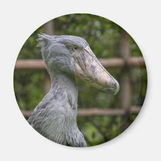 Shoebill (Balaenicepsレックス) マグネット