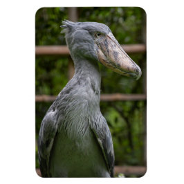 Shoebill (Balaenicepsレックス) マグネット