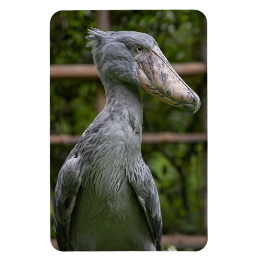 Shoebill (Balaenicepsレックス) マグネット (縦)