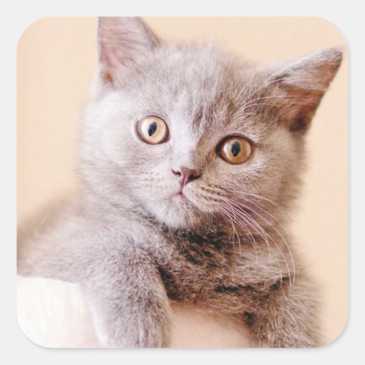 Shorthairかわいいイギリスの猫 スクエアシール (正面)