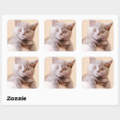 Shorthairかわいいイギリスの猫 スクエアシール (シート)
