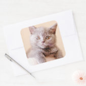 Shorthairかわいいイギリスの猫 スクエアシール (封筒)
