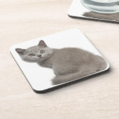Shorthairのイギリスの子ネコ(10週古い) コースター (左側)