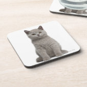 Shorthairのイギリスの子ネコ(10週古い) 2 コースター (左側)