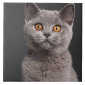 Shorthairのイギリスの子ネコ(3か月古い) タイル (正面)