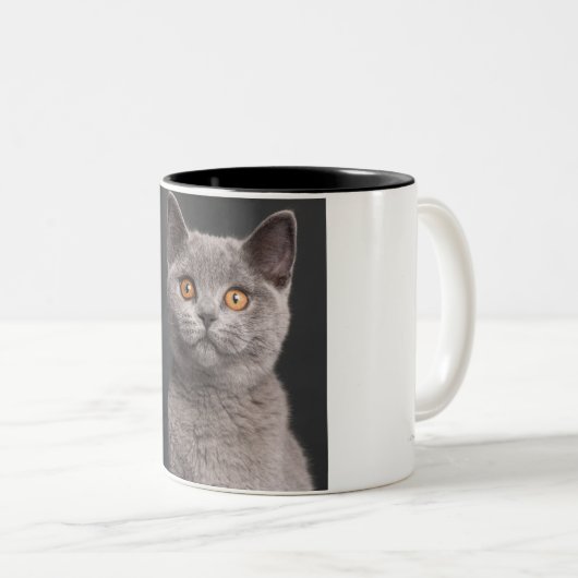 Shorthairのイギリスの子ネコ(3か月古い) ツートーンマグカップ (正面右)