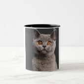Shorthairのイギリスの子ネコ(3か月古い) ツートーンマグカップ (中央)