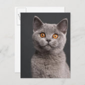 Shorthairのイギリスの子ネコ(3か月古い) ポストカード (正面/裏面)