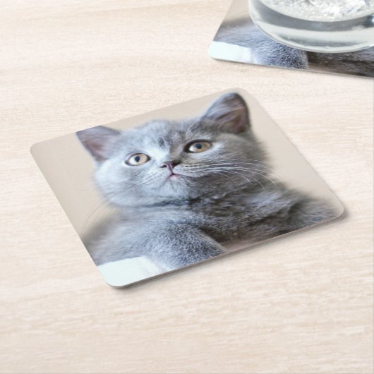 Shorthair灰色のイギリスの猫 スクエアペーパーコースター (アングル)