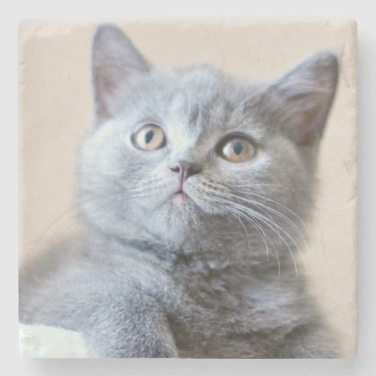 Shorthair灰色のイギリスの猫 ストーンコースター (正面)