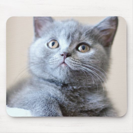 Shorthair灰色のイギリスの猫 マウスパッド (正面)