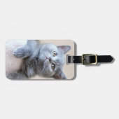 Shorthair灰色のイギリスの猫 ラゲッジタグ (正面横)