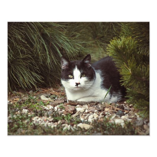 Shorthair Cat – 写真 フォトプリント (正面)