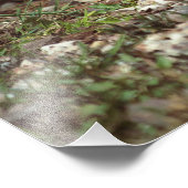 Shorthair Cat – 写真 フォトプリント (角)